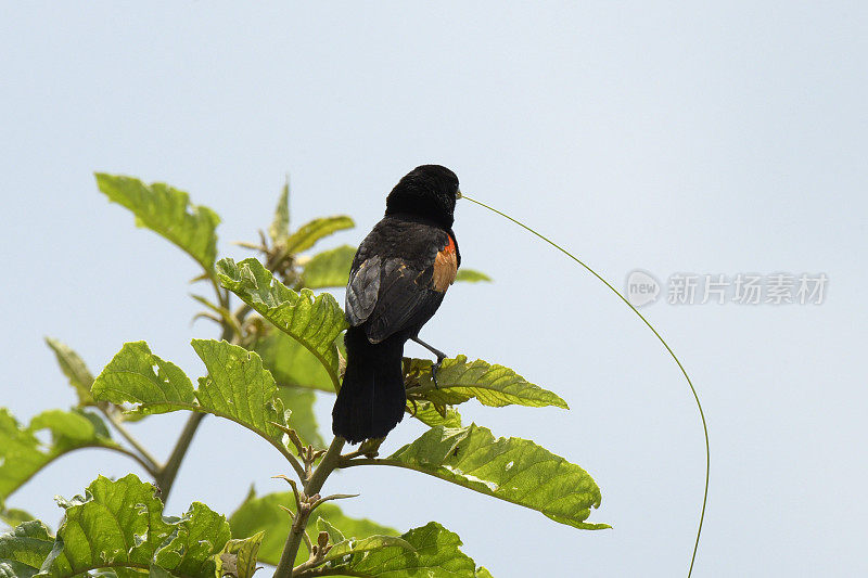 Fan-tailed Widowbird